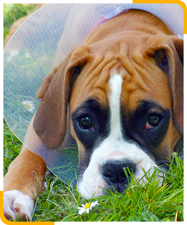 Boxer Hund mit Halskrause