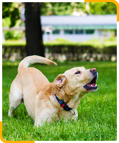 Labrador bellen