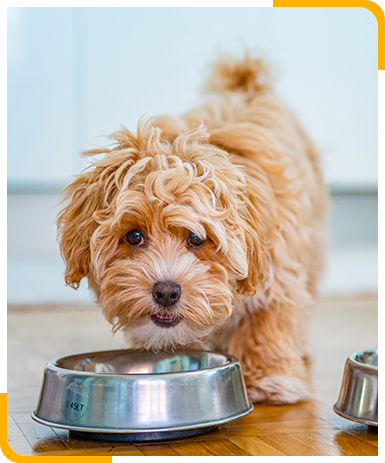 Maltipoo beim Fressen